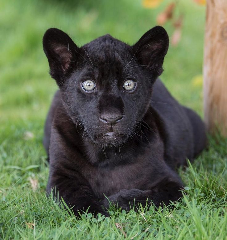 Baby Black Panther Wallpapers