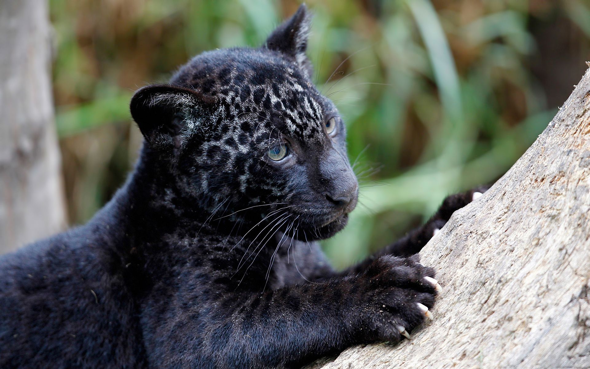 Baby Black Panthers Wallpapers