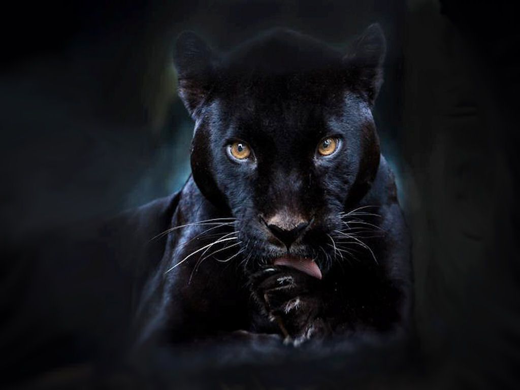 Baby Black Panthers Wallpapers