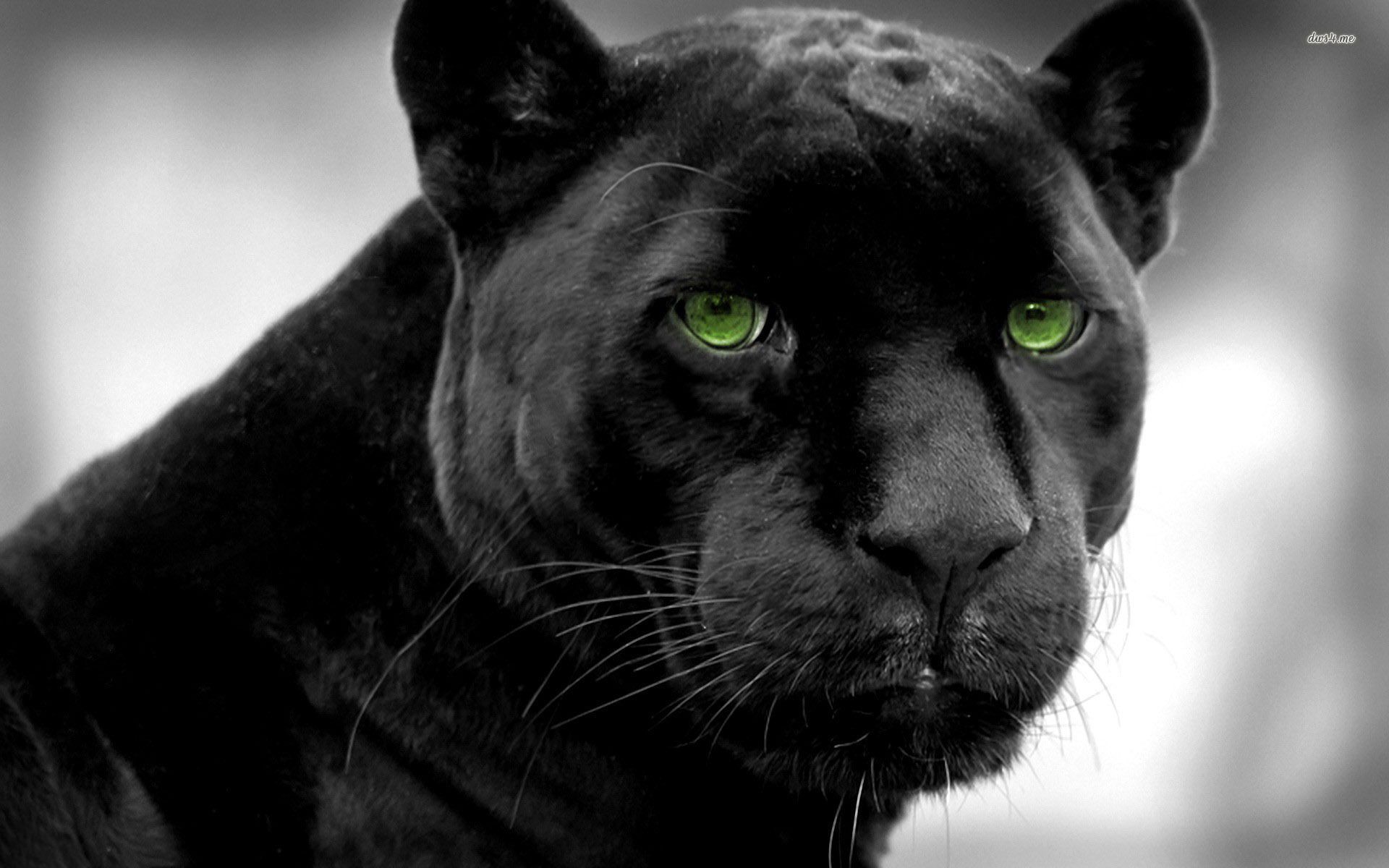 Baby Black Panthers Wallpapers