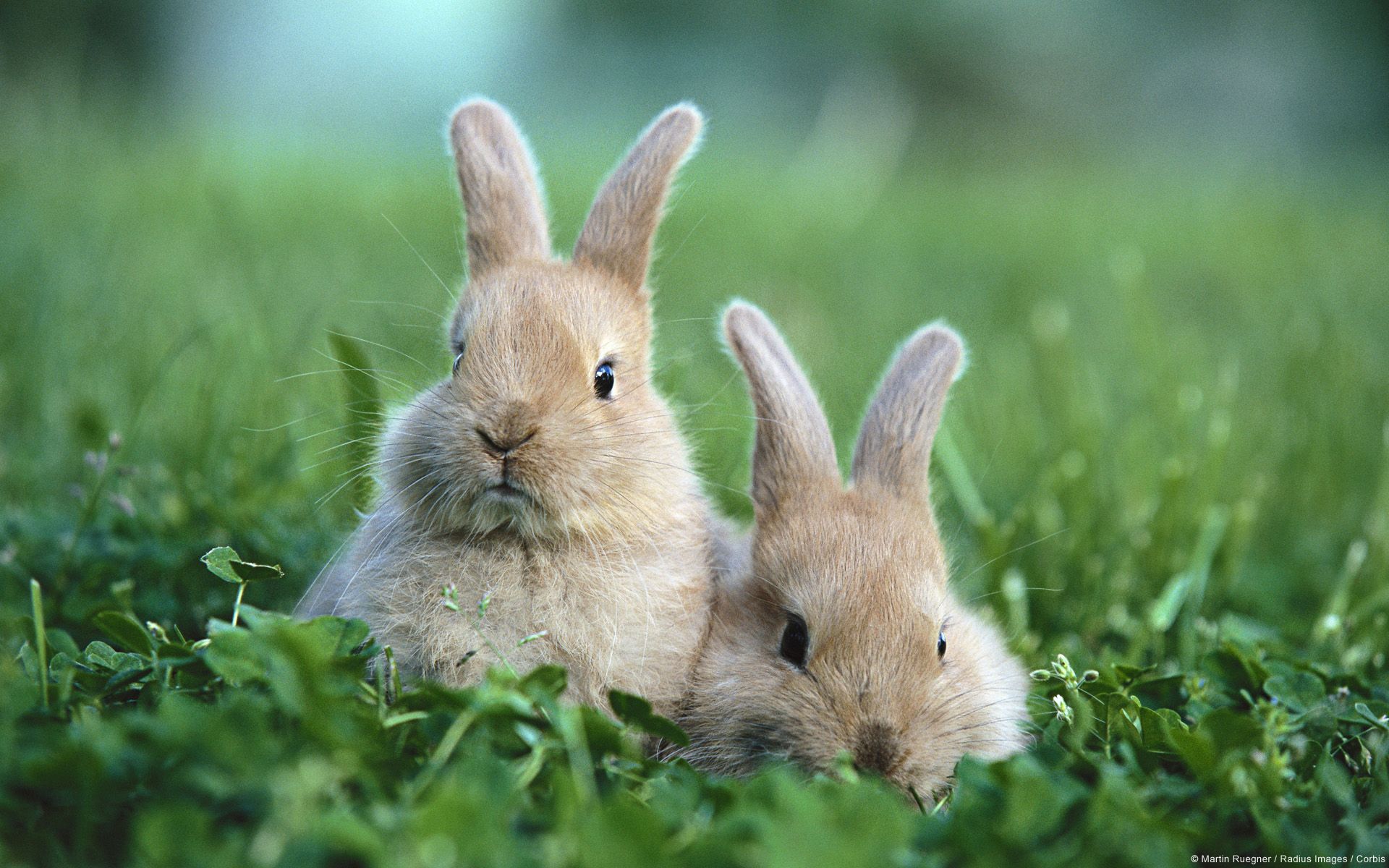 Baby Bunnies Wallpapers