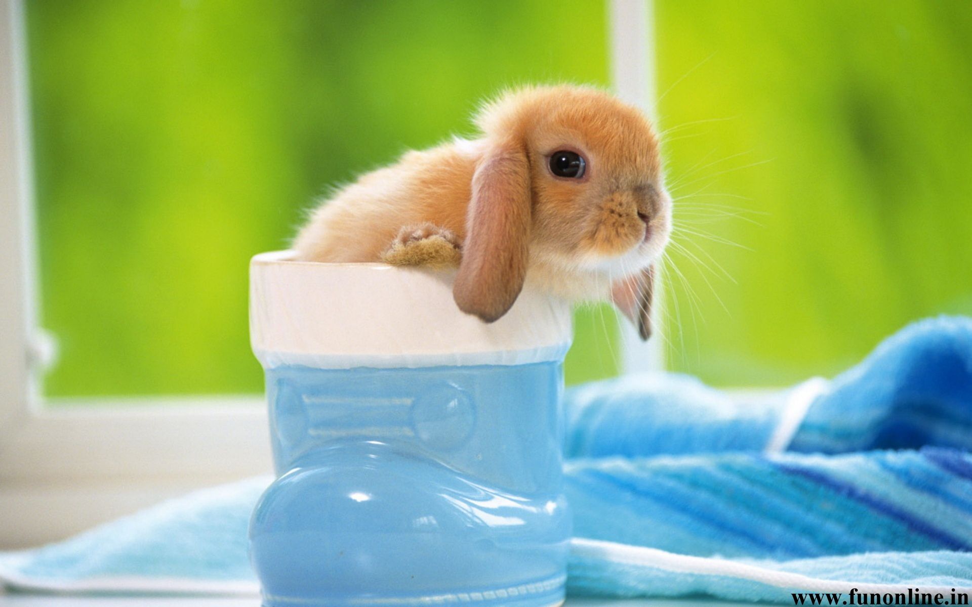 Baby Bunnies Wallpapers