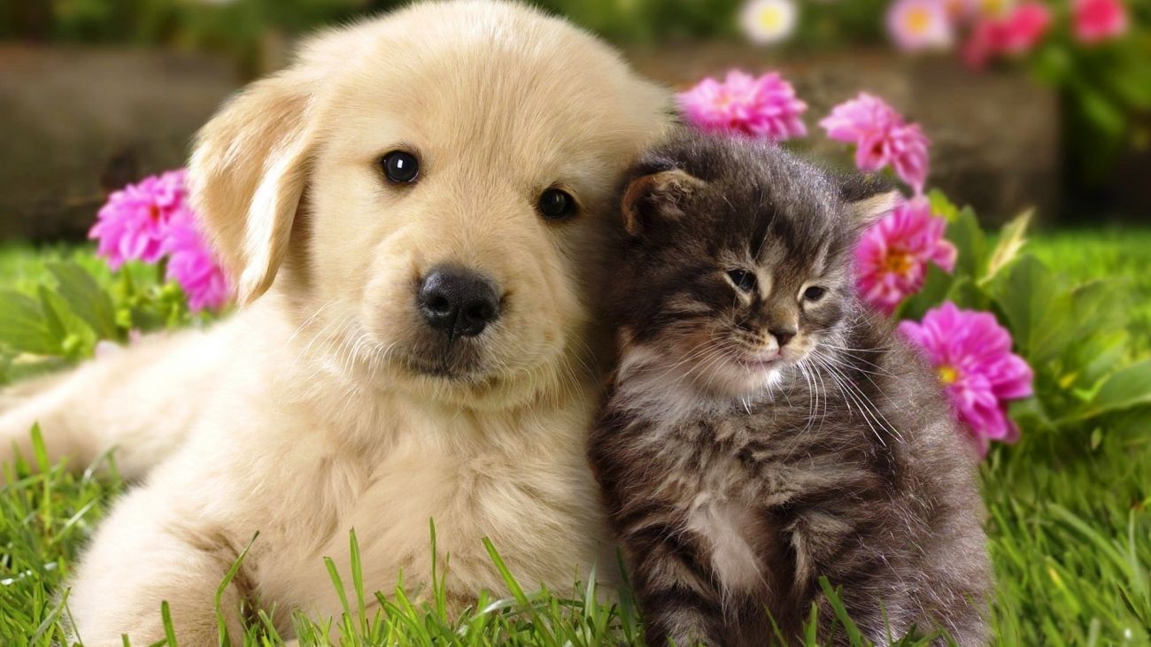 Baby Cat And Dog Wallpapers