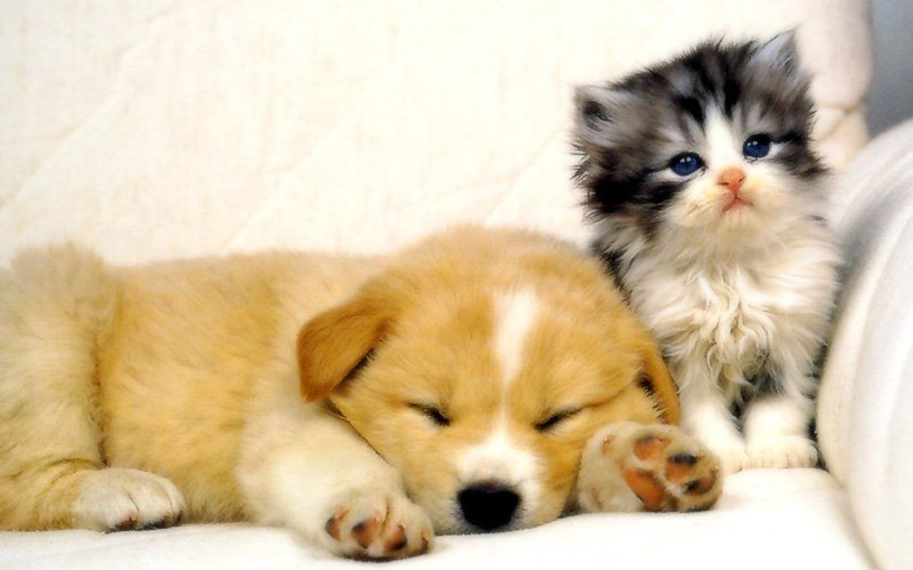 Baby Cat And Dog Wallpapers
