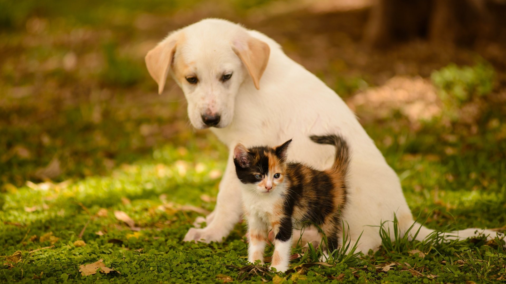 Baby Cat And Dog Wallpapers