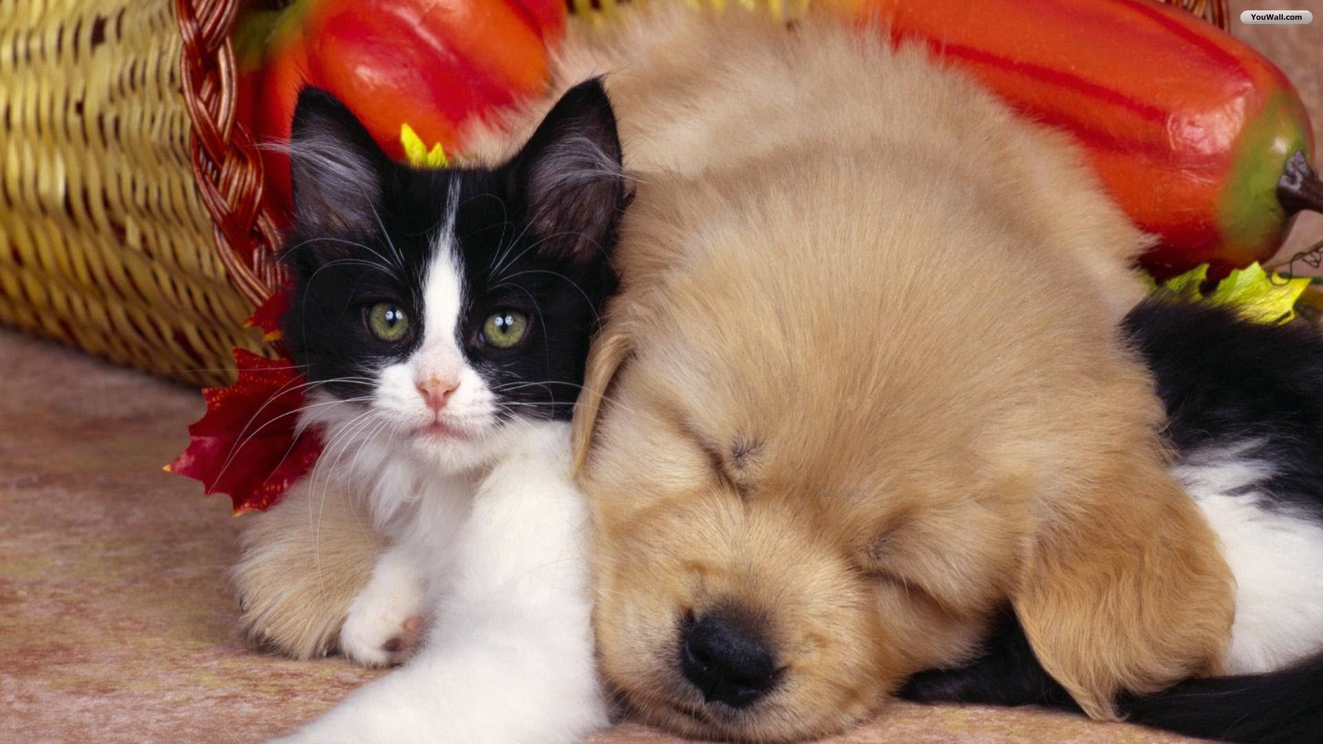 Baby Cat And Dog Wallpapers