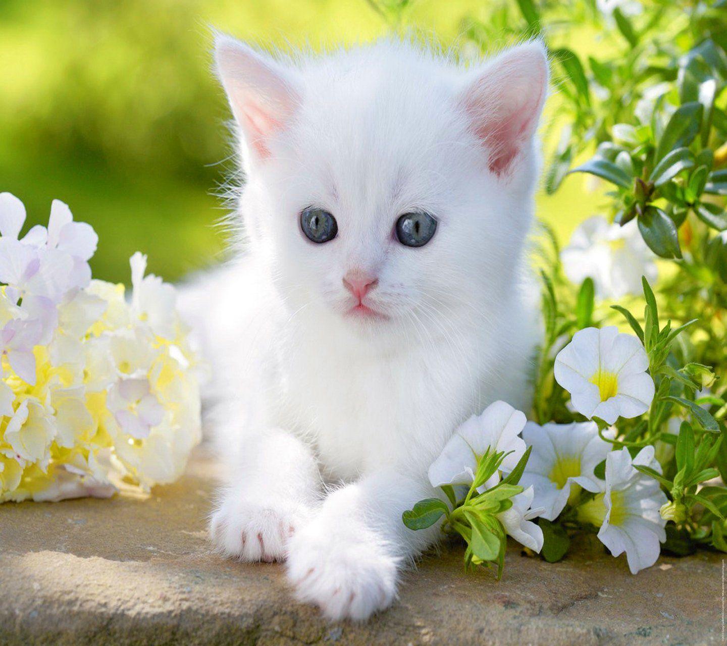 Baby Cats Wallpapers