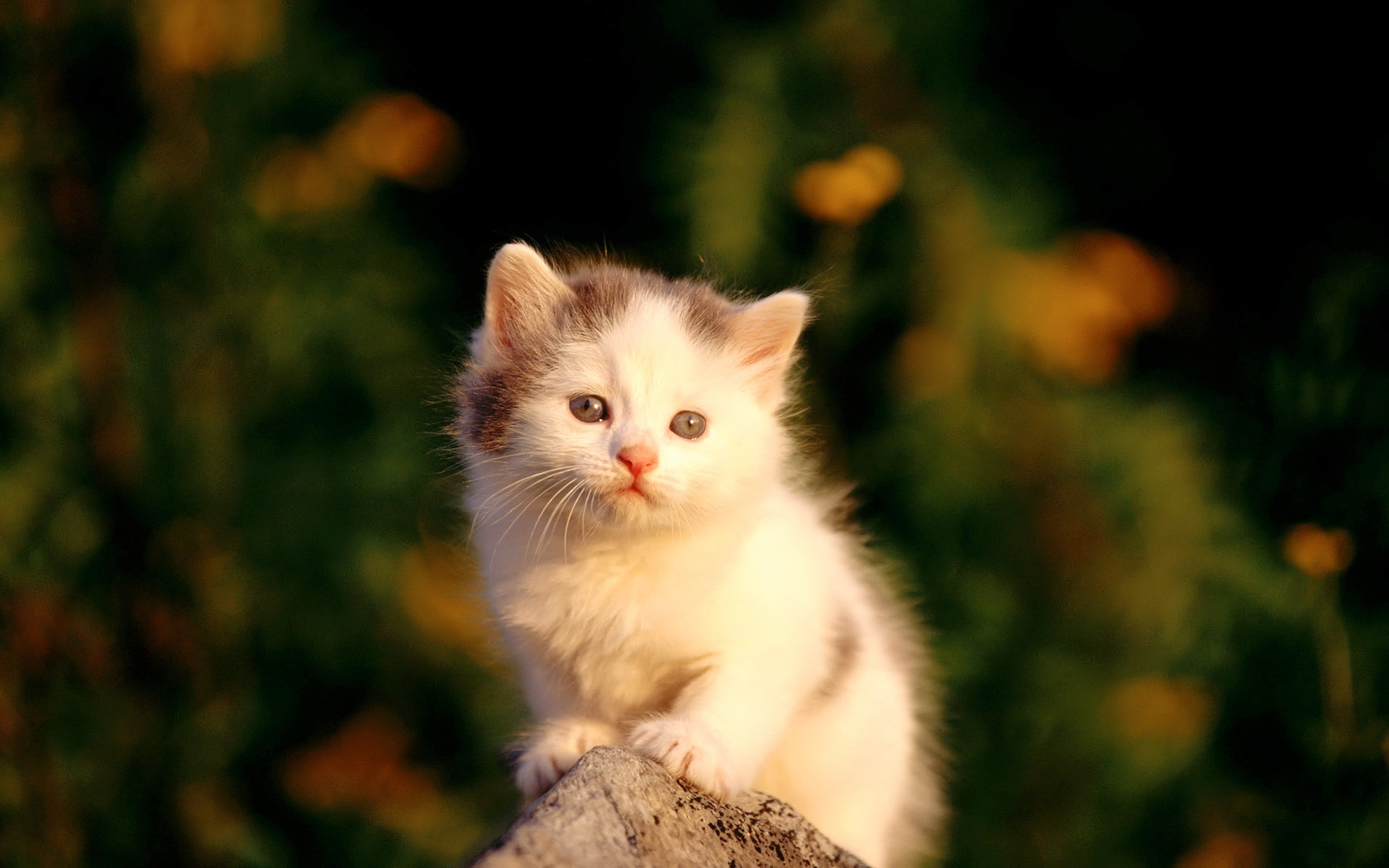 Baby Cats Wallpapers