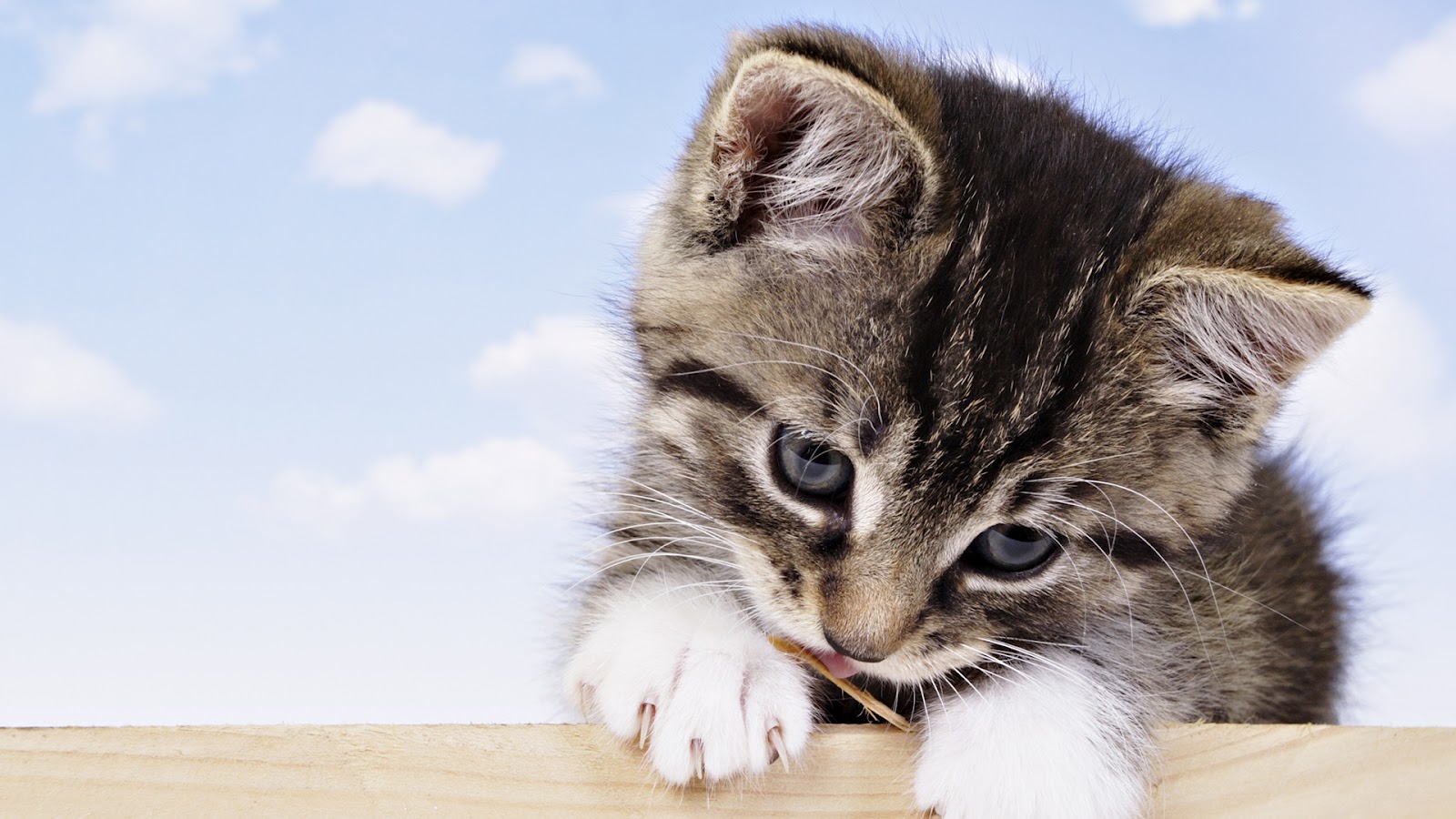 Baby Cats Wallpapers