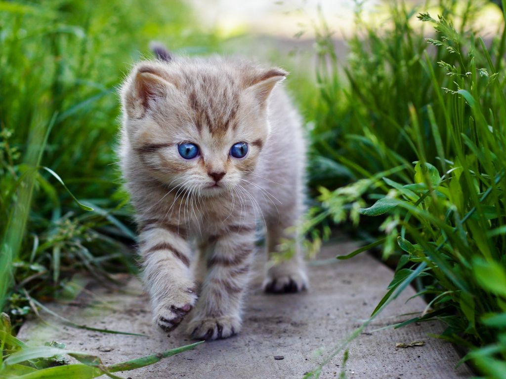 Baby Cats Wallpapers