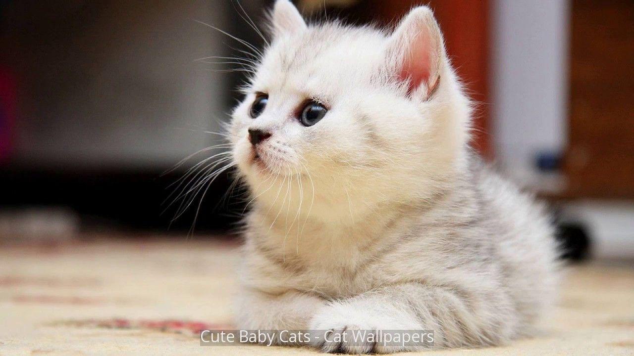 Baby Cats Wallpapers