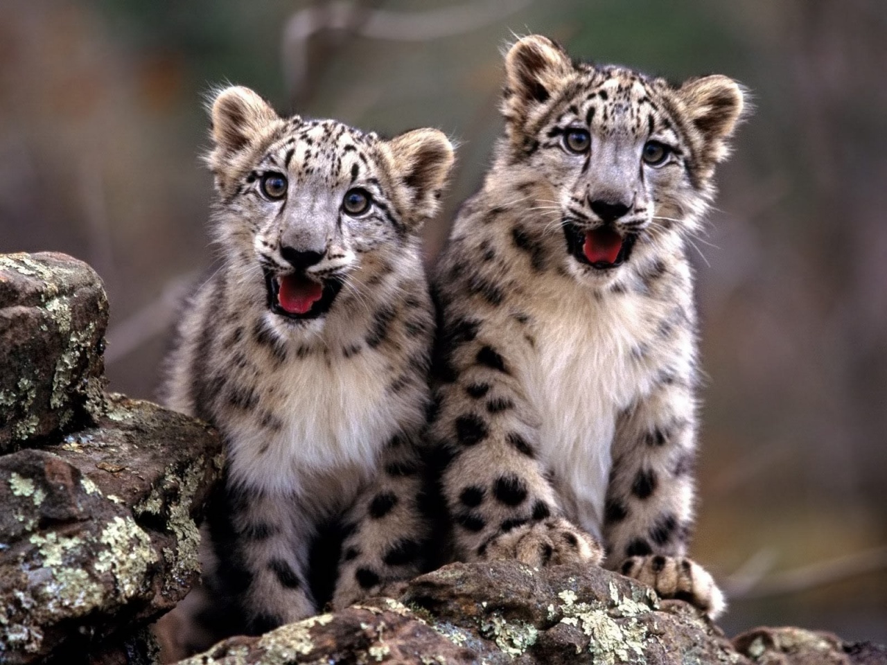 Baby Cheeta Pictures Wallpapers