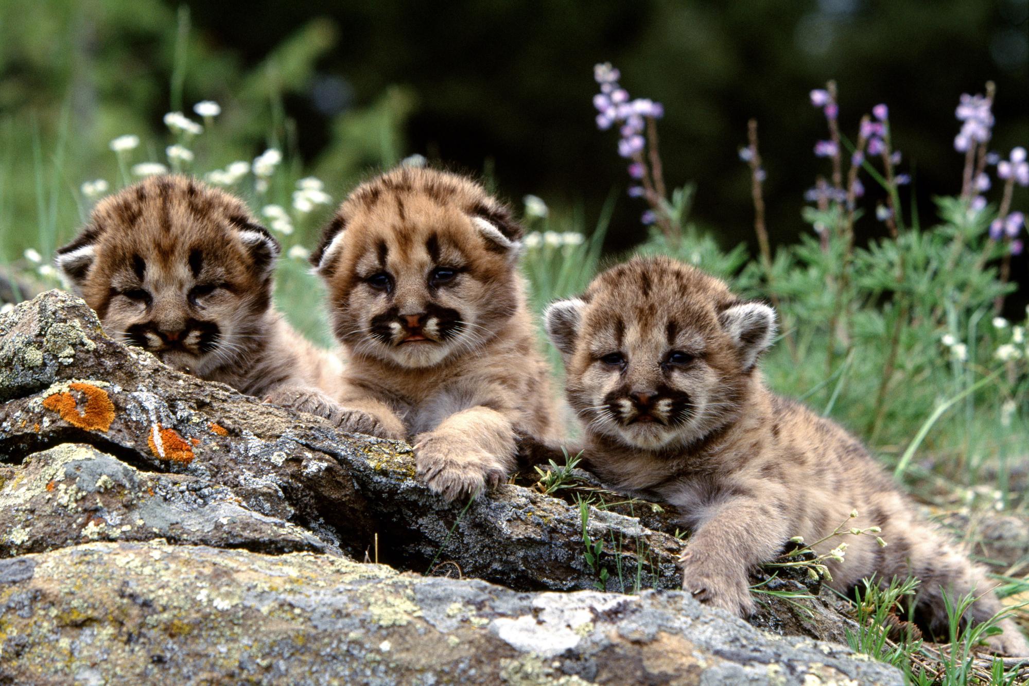 Baby Cheeta Pictures Wallpapers