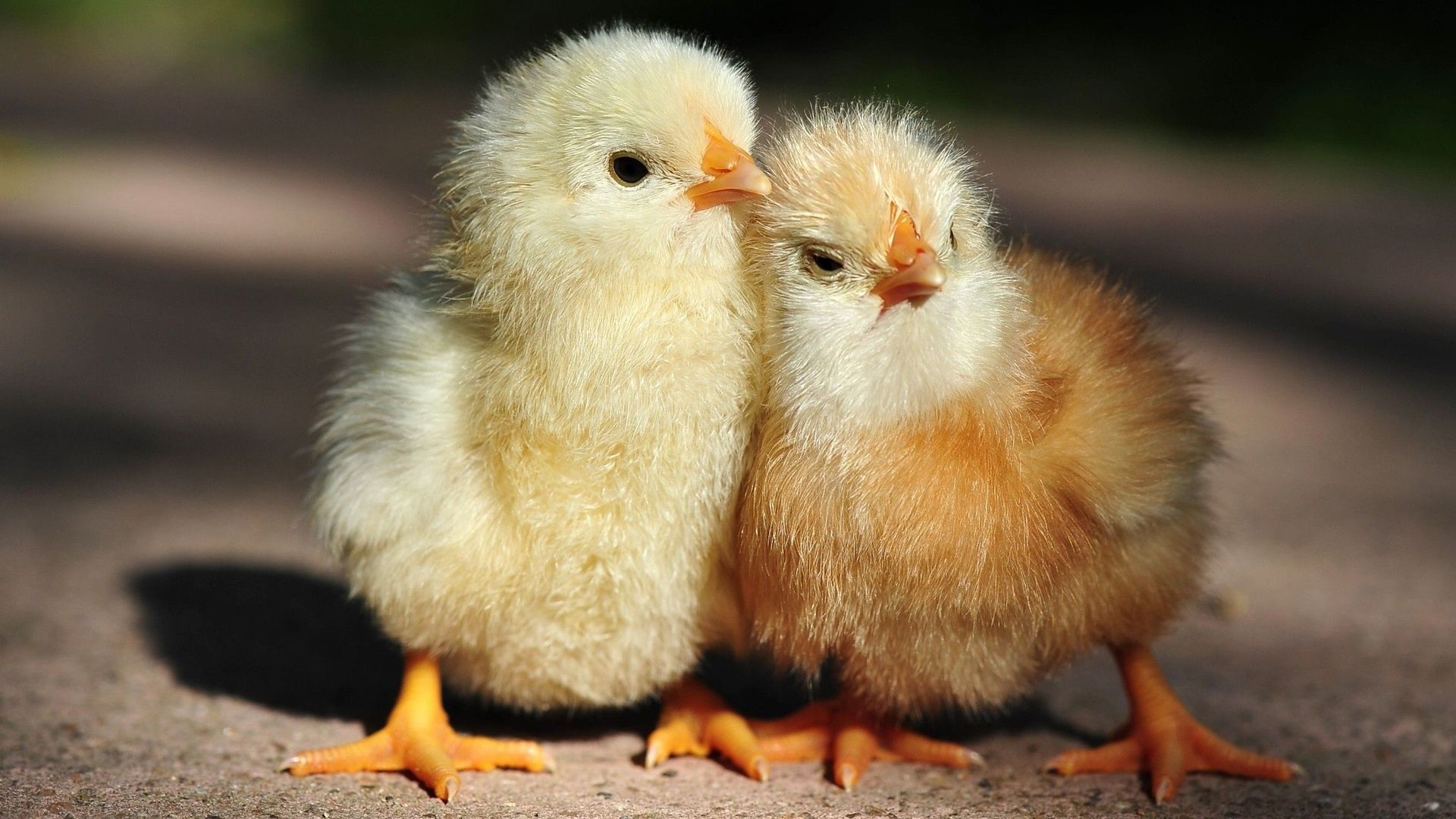 Baby Chick Wallpapers