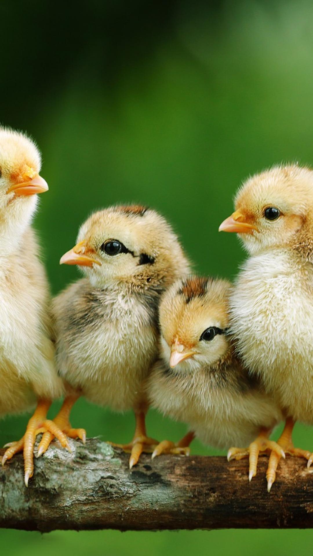 Baby Chick Wallpapers