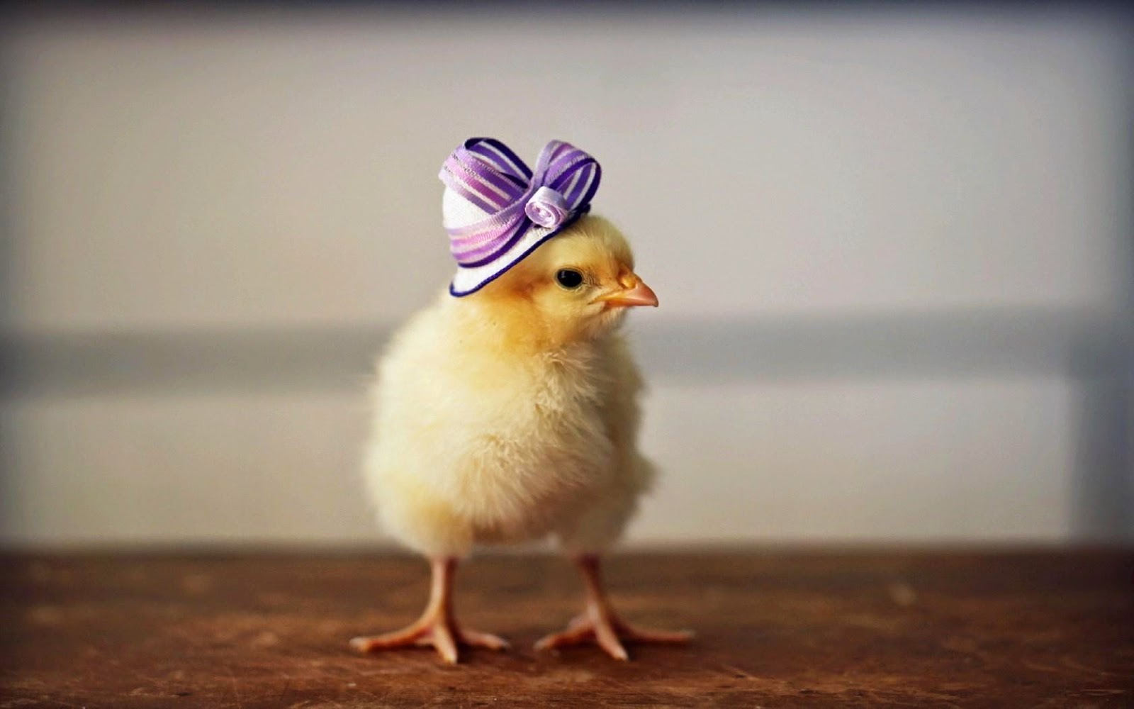 Baby Chick Wallpapers