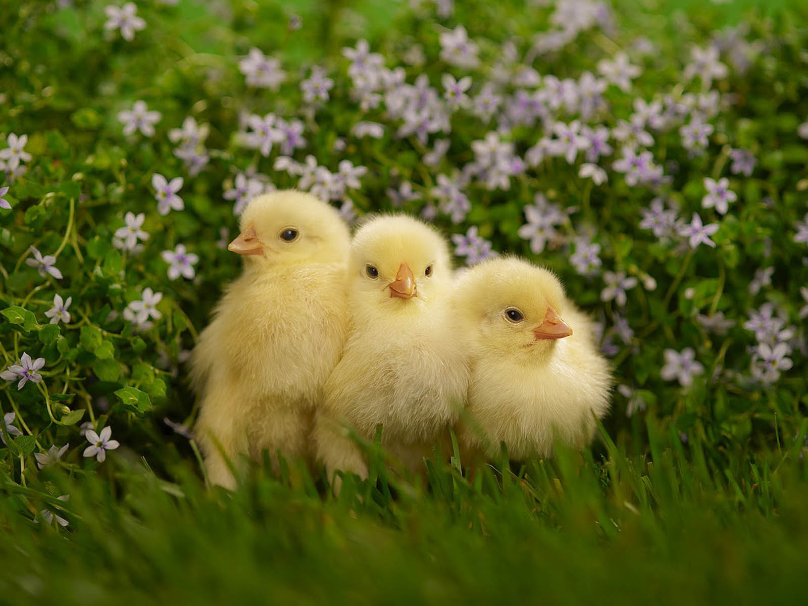 Baby Chick Wallpapers