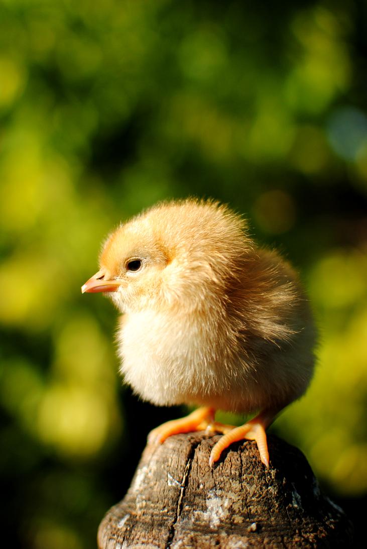 Baby Chick Wallpapers