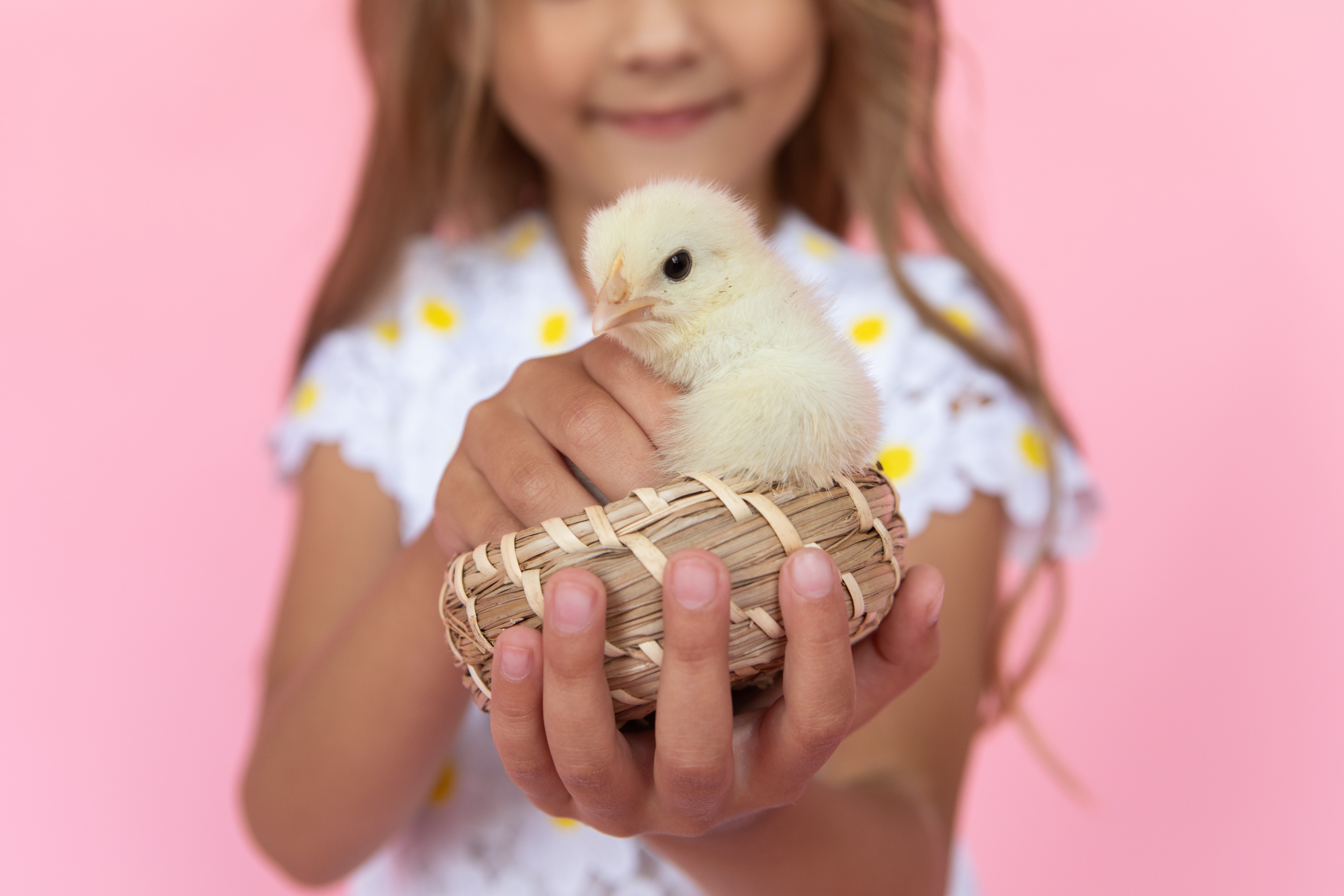 Baby Chick Wallpapers