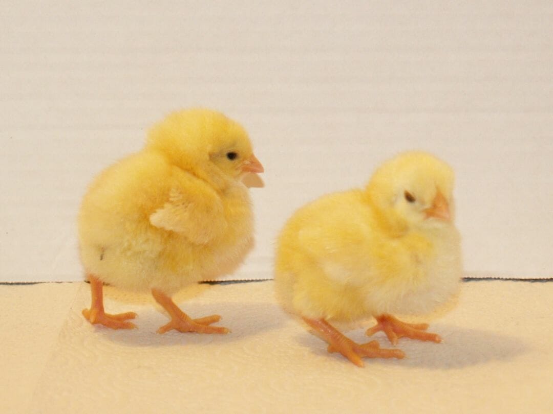 Baby Chick Wallpapers