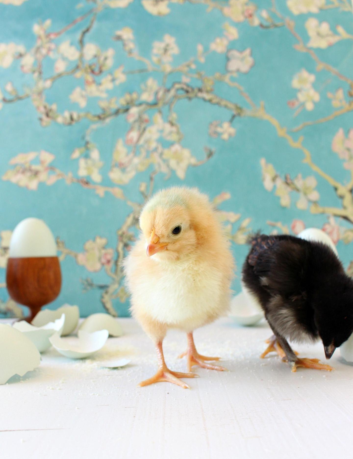 Baby Chick Wallpapers