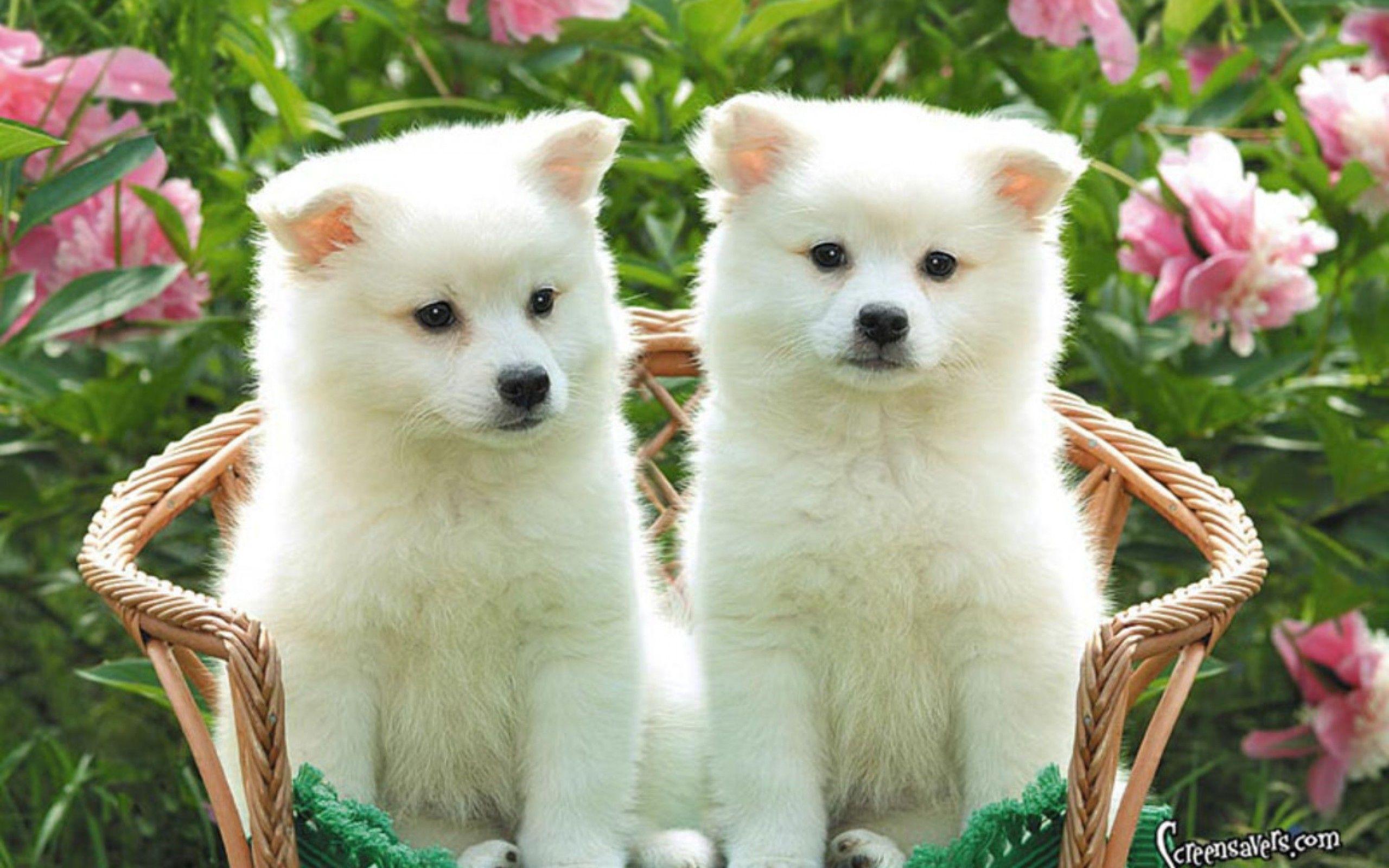 Baby Dogs Wallpapers