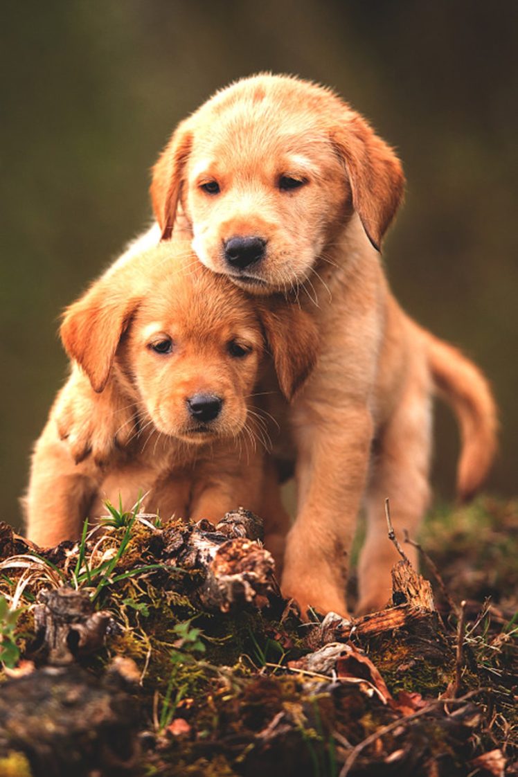 Baby Dogs Wallpapers