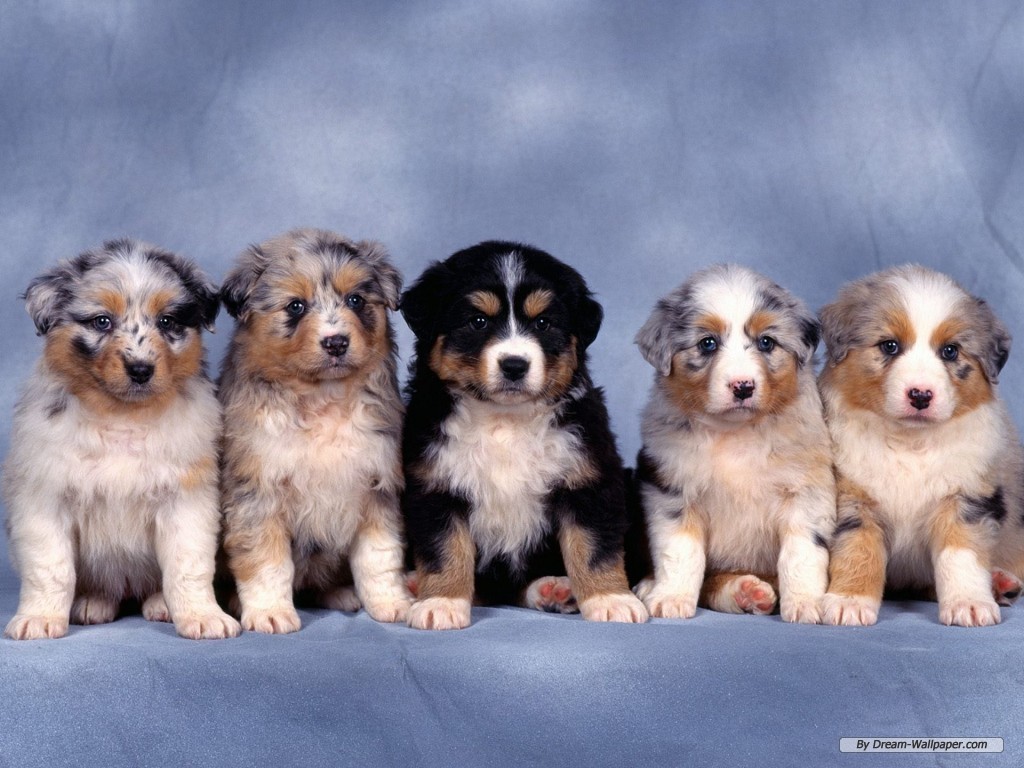 Baby Dogs Wallpapers