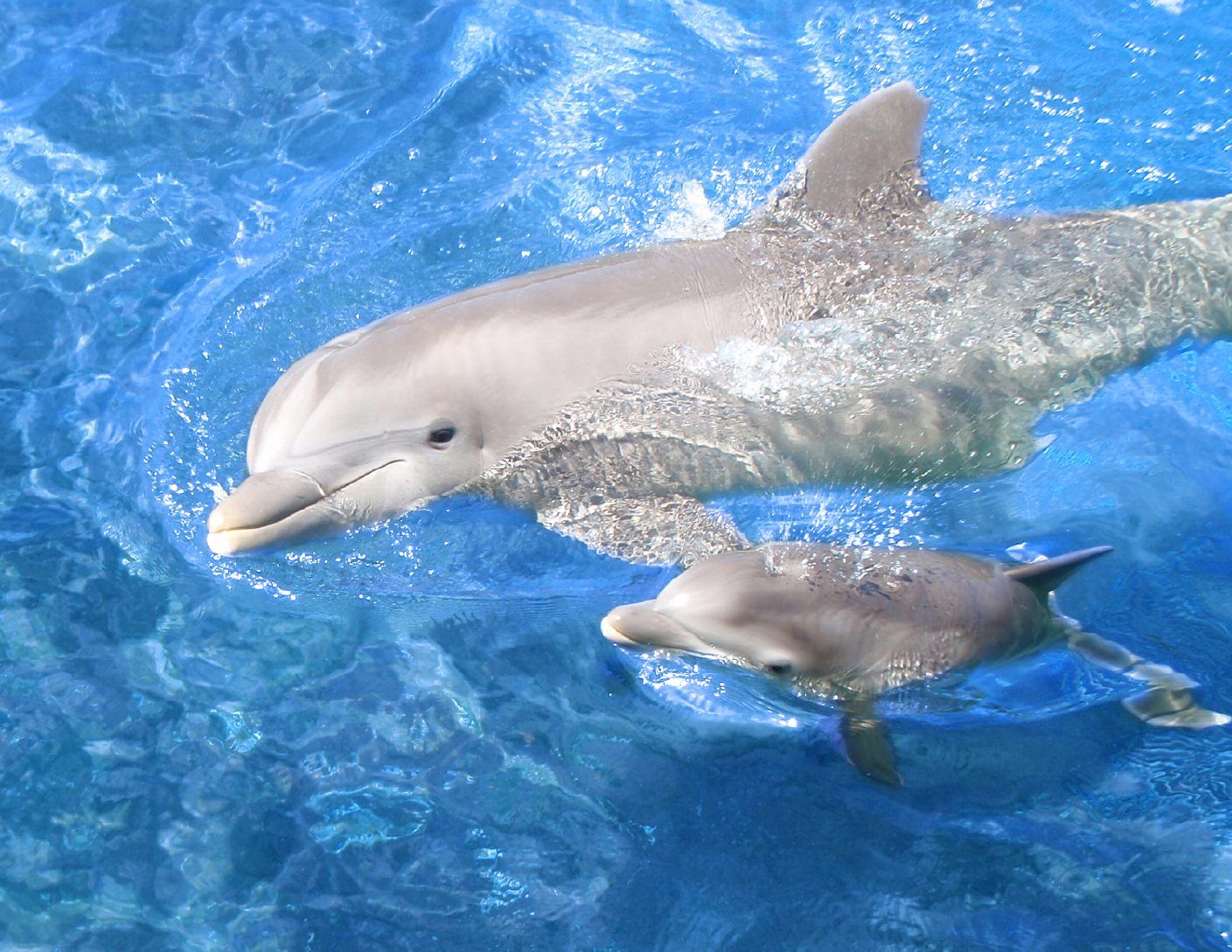 Baby Dolphin Wallpapers