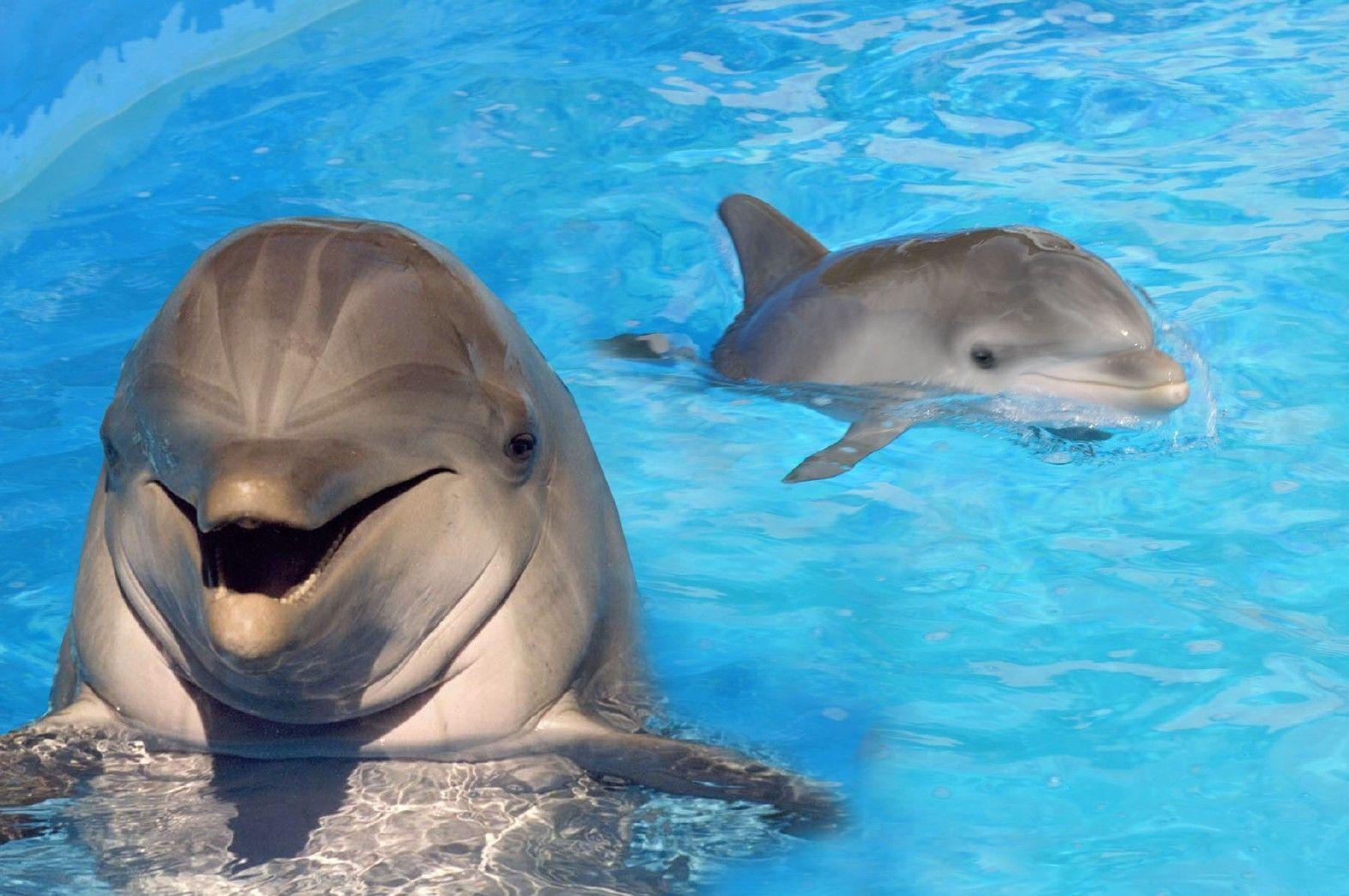 Baby Dolphin Wallpapers