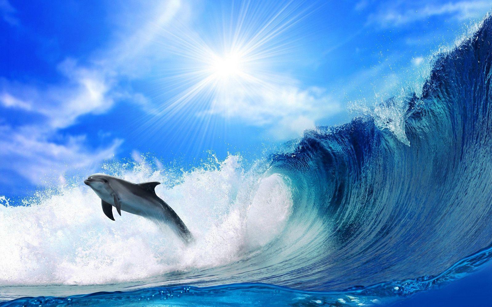 Baby Dolphin Wallpapers