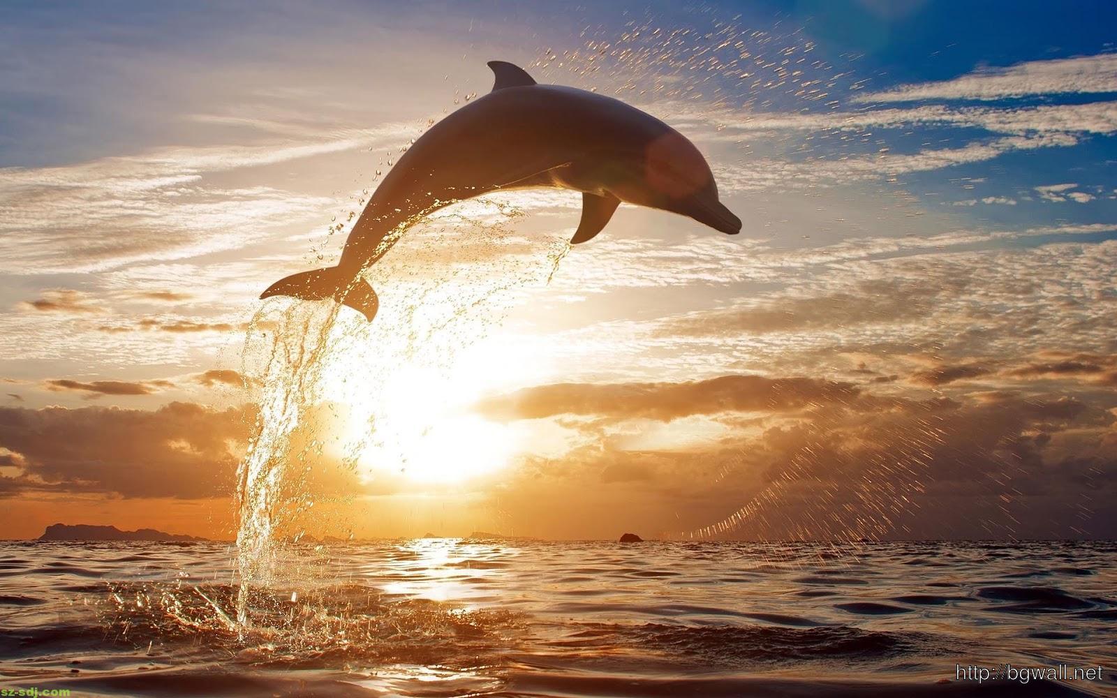 Baby Dolphin Wallpapers