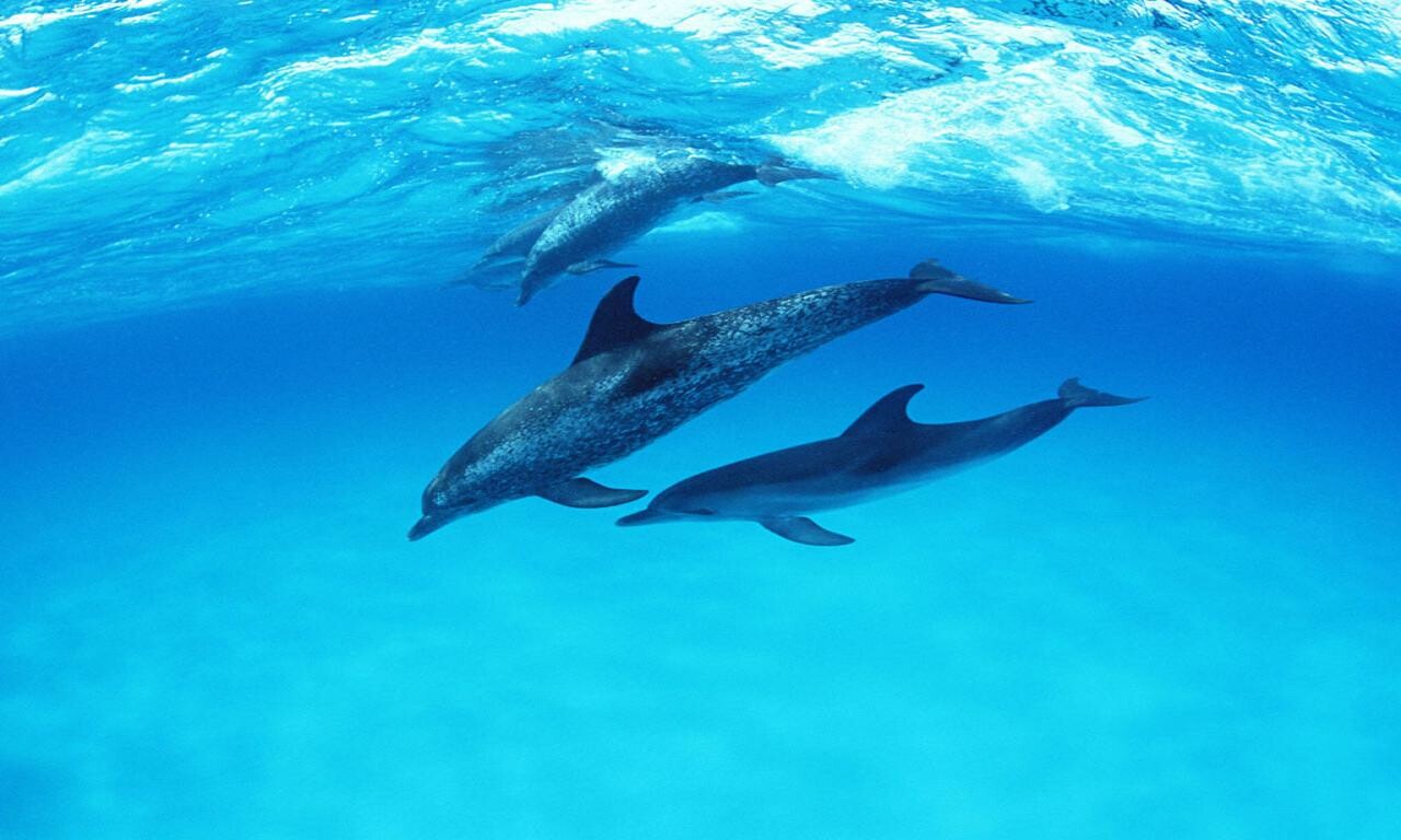 Baby Dolphin Wallpapers