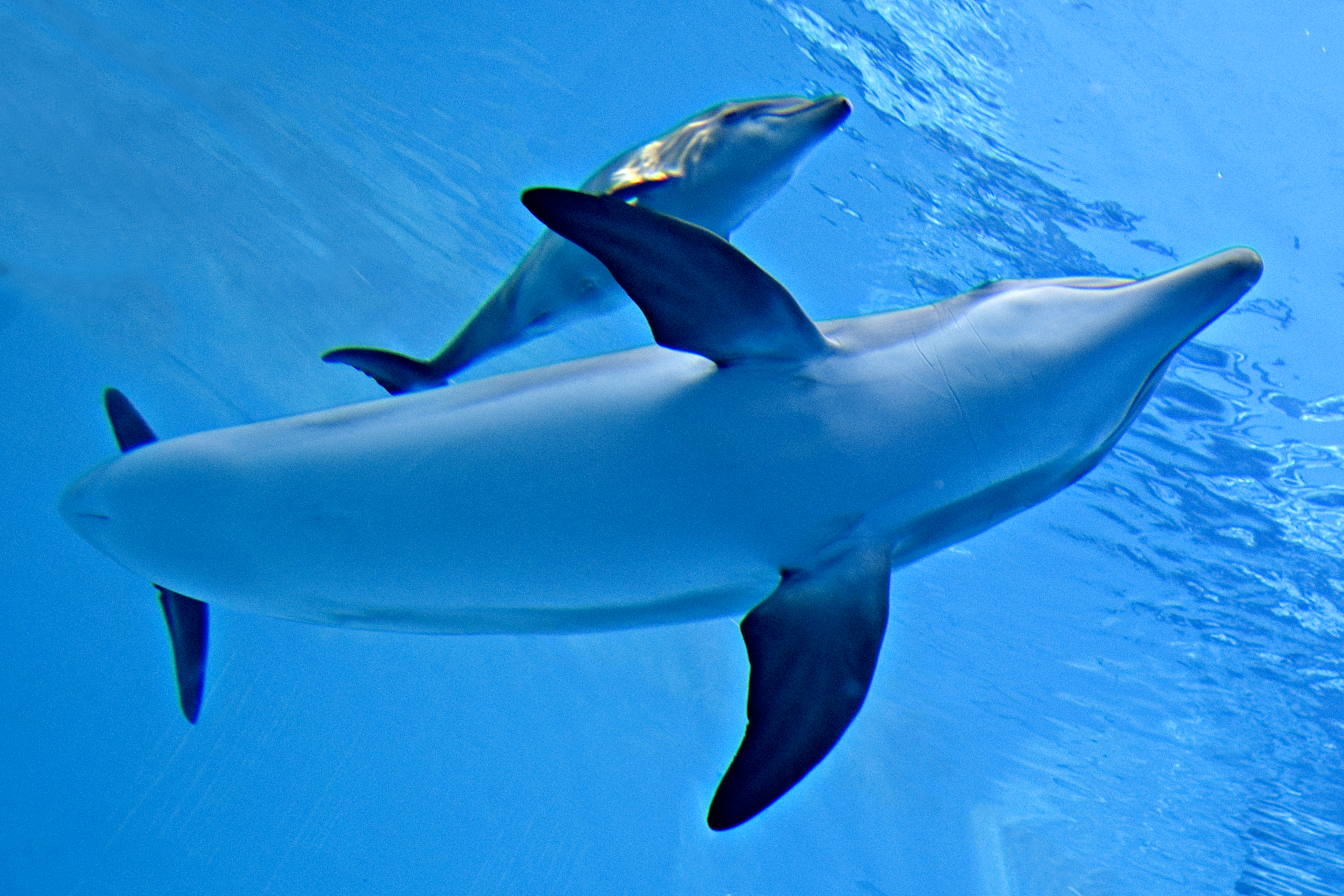 Baby Dolphin Wallpapers