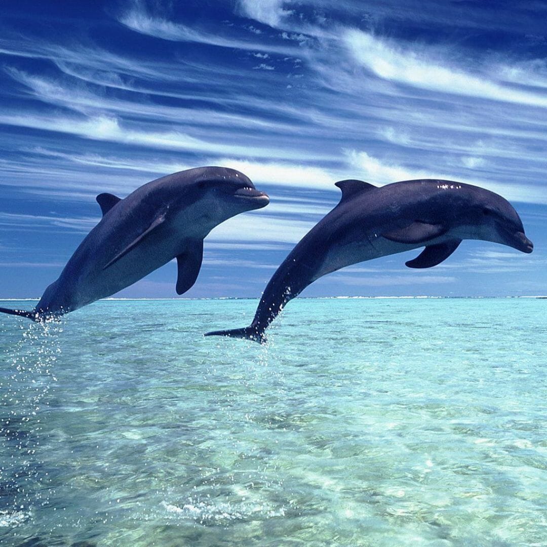 Baby Dolphin Wallpapers