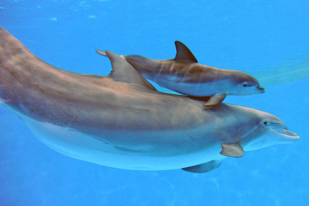 Baby Dolphin Wallpapers
