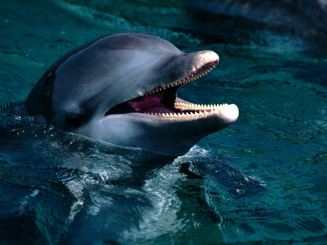 Baby Dolphin Wallpapers