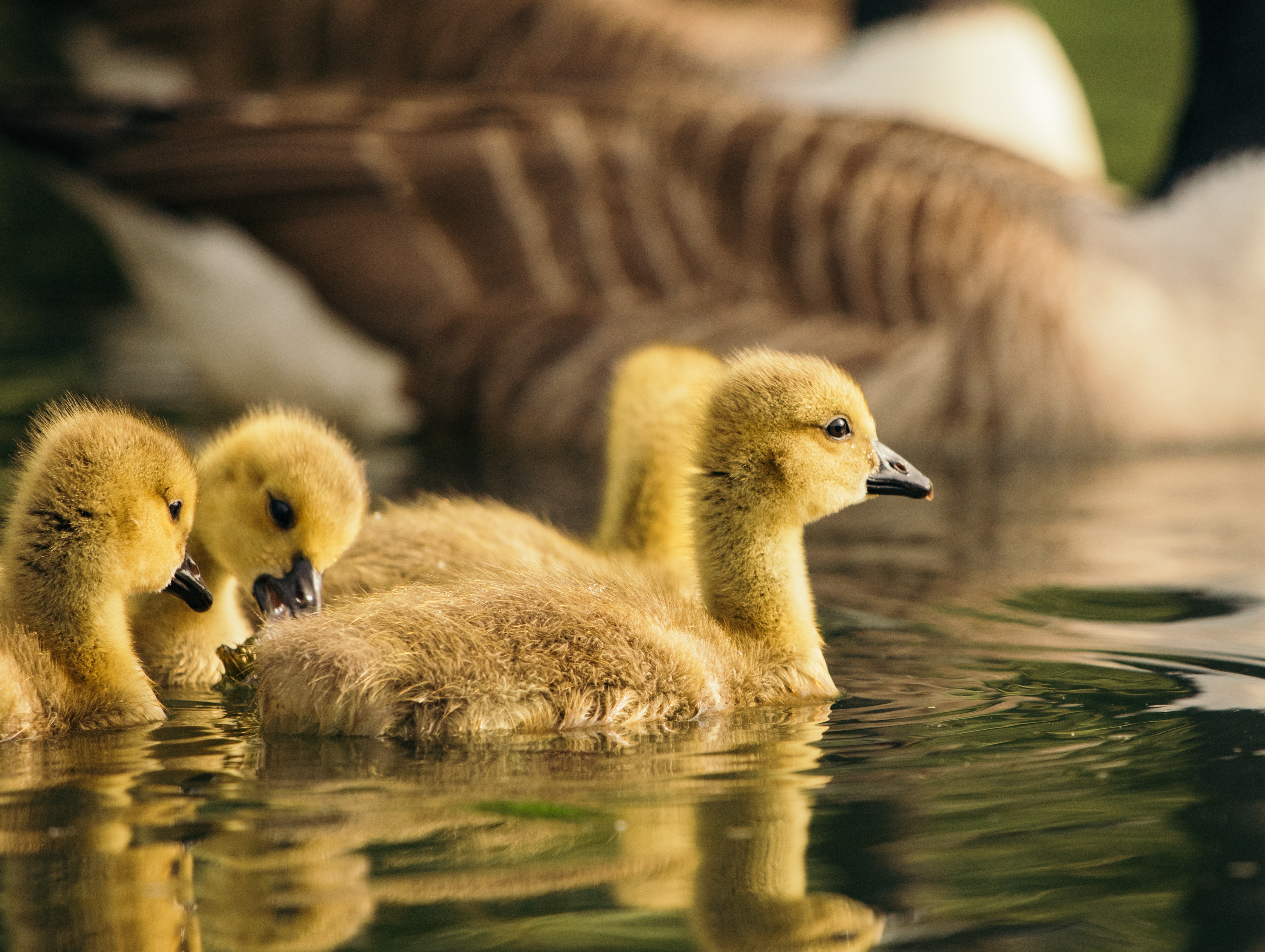 Baby Duck Wallpapers