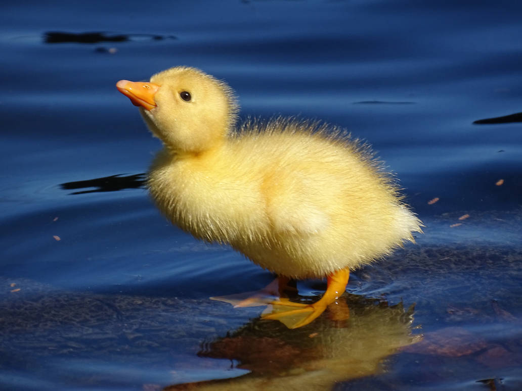 Baby Duck Wallpapers