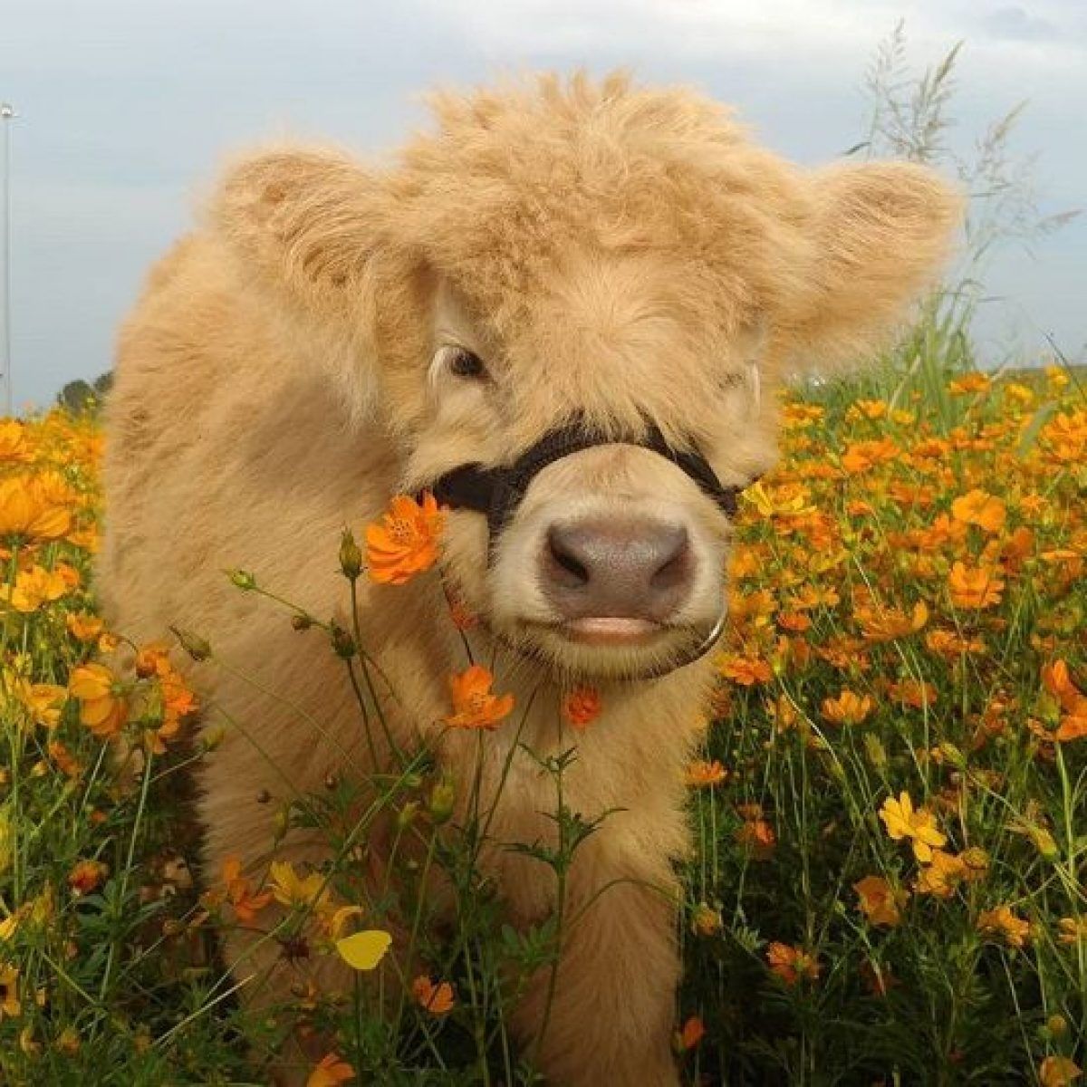 Baby Fluffy Cow Wallpapers