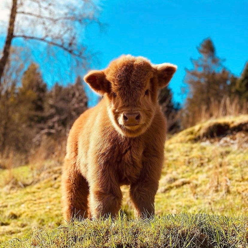 Baby Fluffy Cow Wallpapers