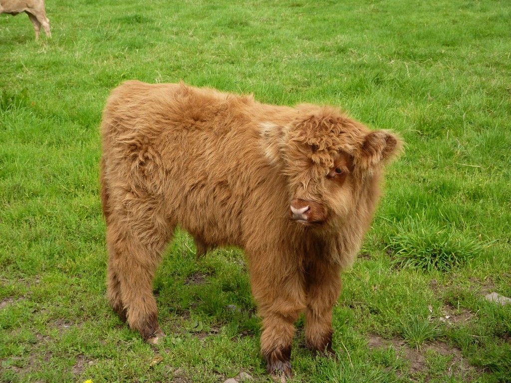 Baby Fluffy Cow Wallpapers