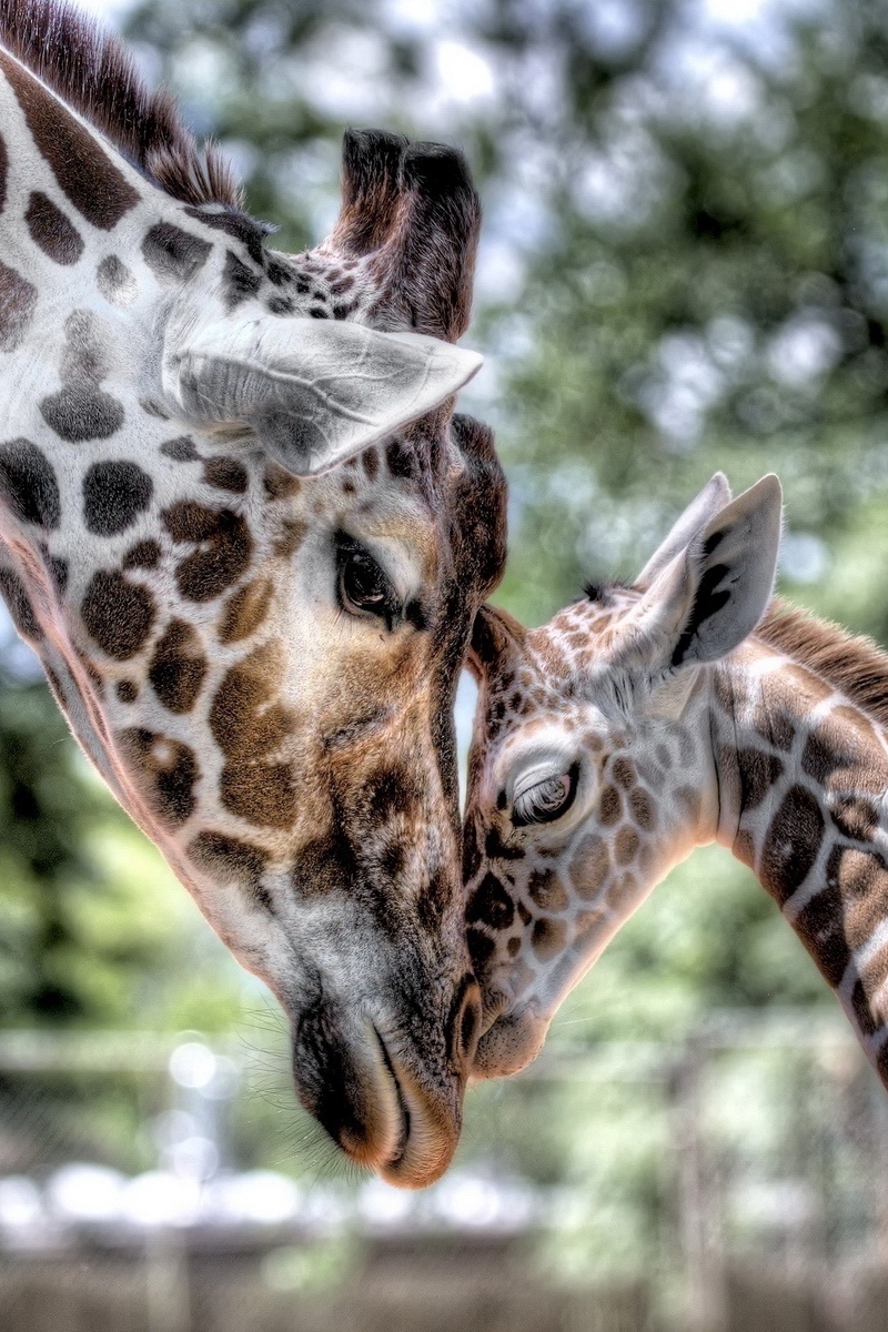 Baby Giraffe Wallpapers