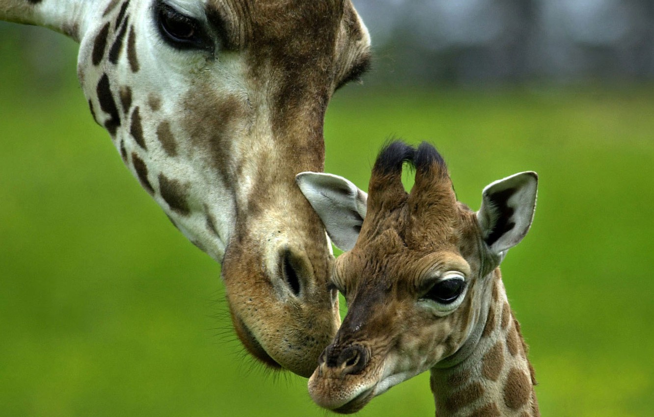 Baby Giraffe Wallpapers