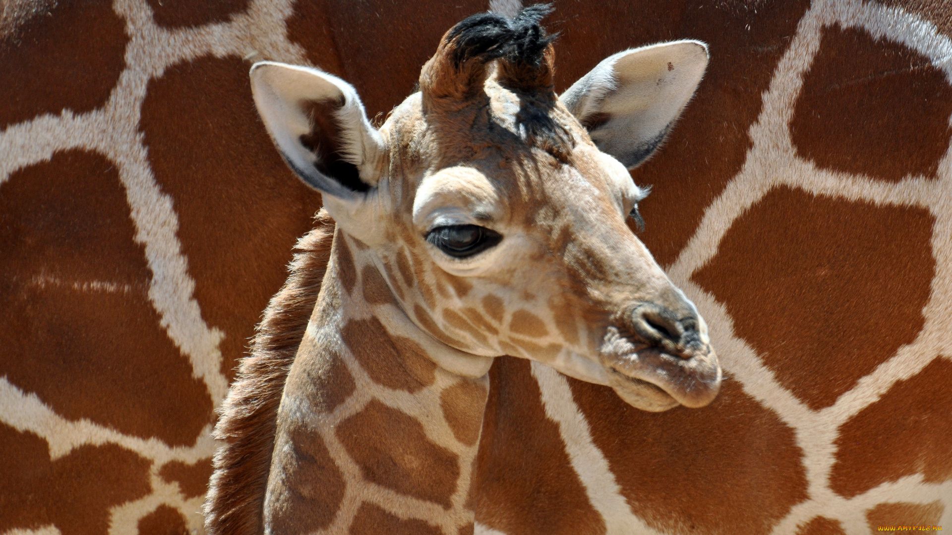 Baby Giraffe Wallpapers