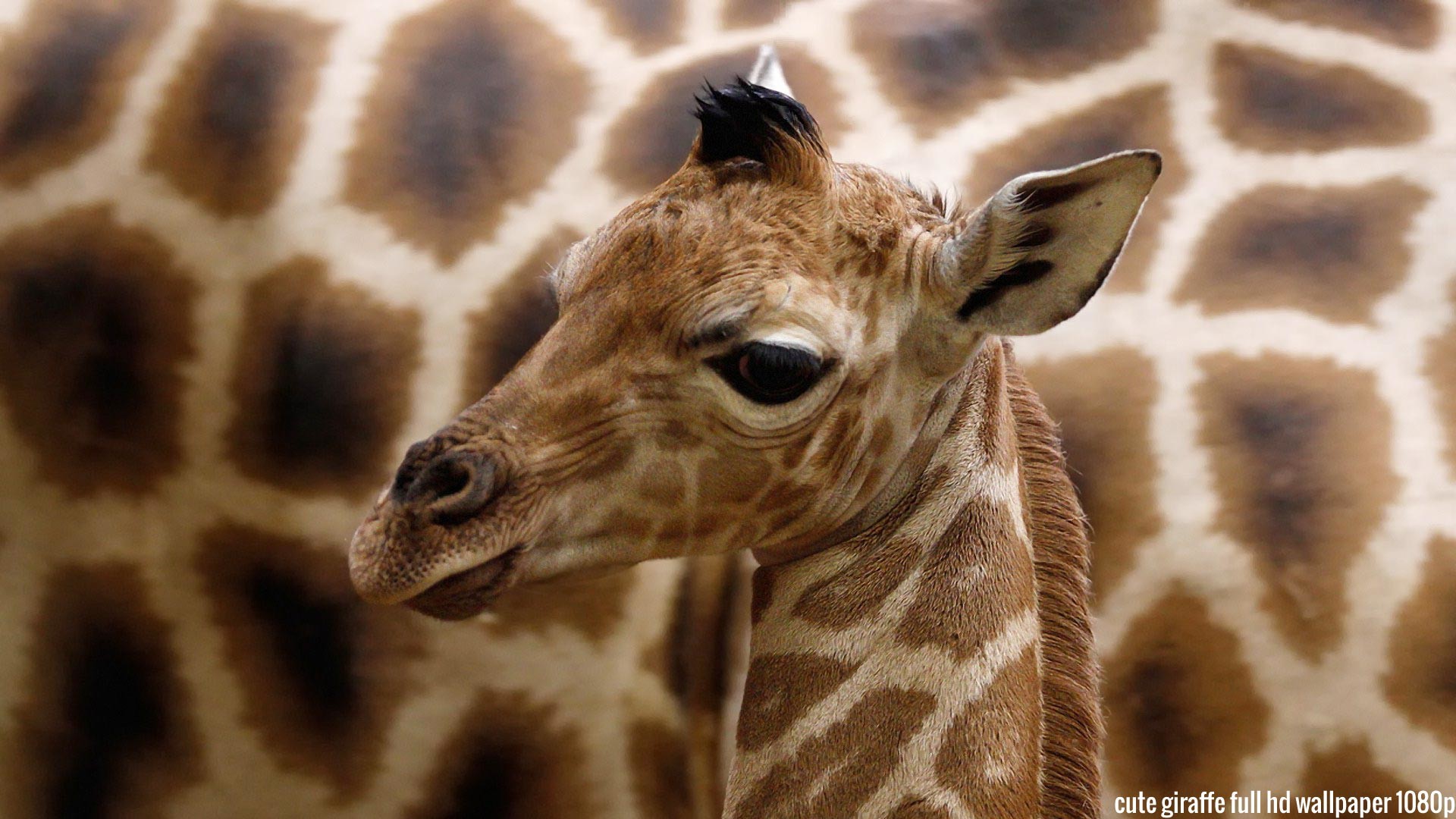 Baby Giraffe Wallpapers