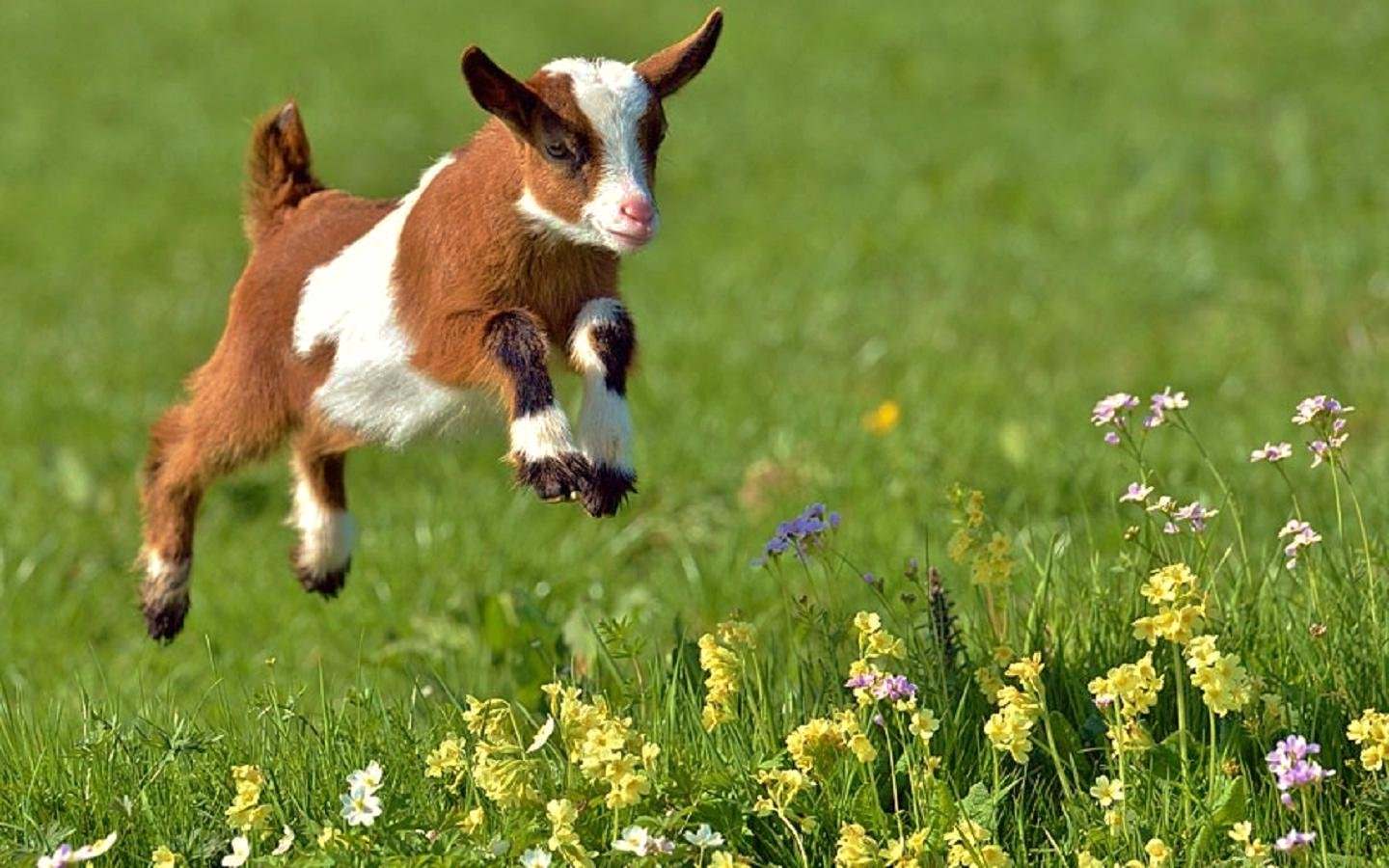 Baby Goat Wallpapers
