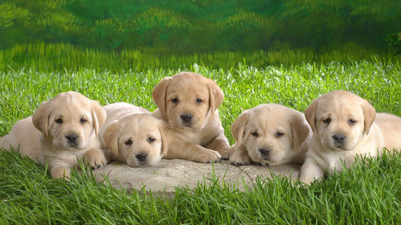 Baby Golden Wallpapers