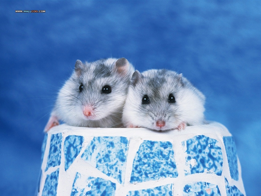 Baby Hamster Picture Wallpapers