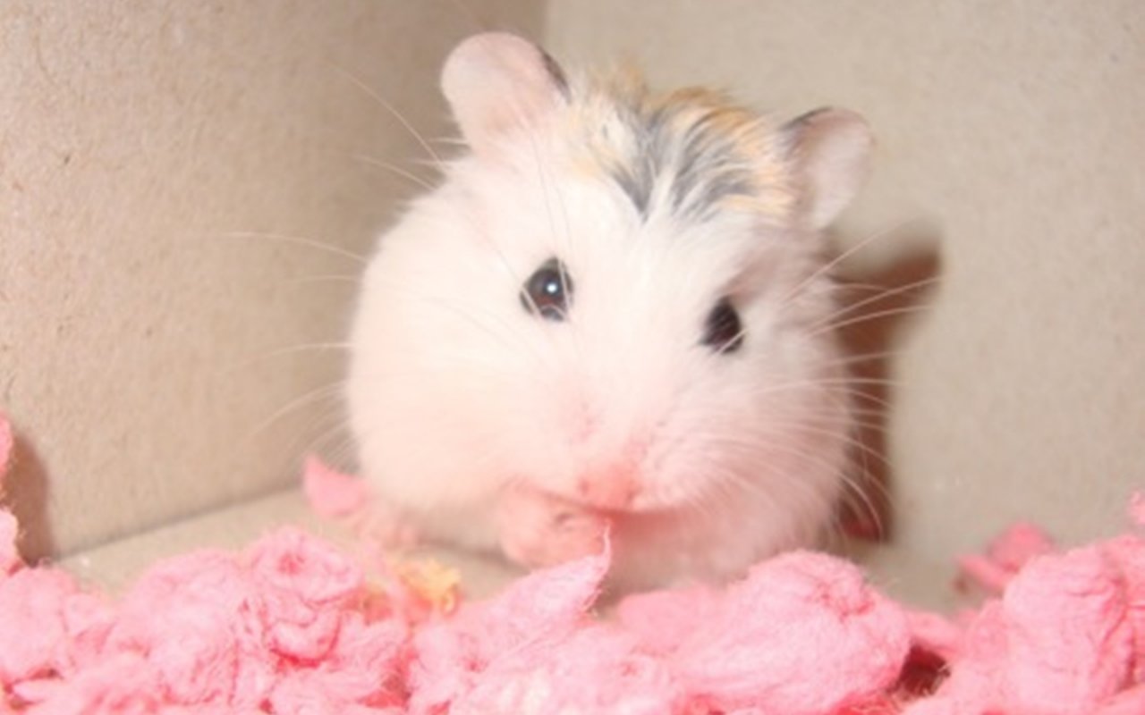 Baby Hamster Picture Wallpapers